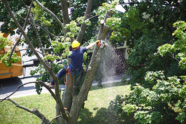 Best Hedge Trimming  in Andrews, TX